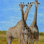 Africa wildlife three giraffes