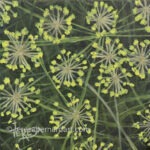 dill flower painting