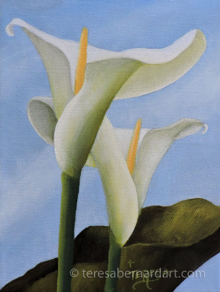 White Calla Lilies On Blue Teresa Bernard Oil Paintings